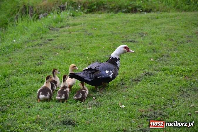 Zdjęcie w galerii na portalu naszraciborz.pl: Wielkie trzęsienie w Jankowicach! Kto odpowiada za śmierć drobiu? wiadomości z regionu