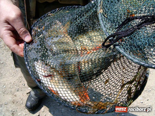 Zdjęcie w galerii na portalu naszraciborz.pl: Pracowita majówka nad wodą wiadomości z regionu