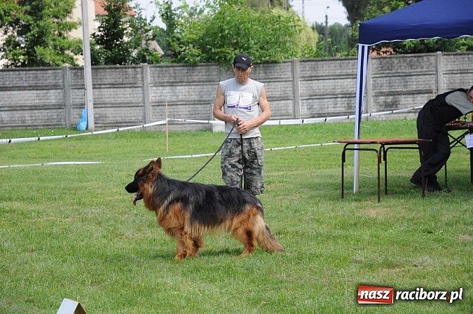 Zdjęcie w galerii na portalu naszraciborz.pl: Wystawa psów rasowych w Nędzy wiadomości z regionu