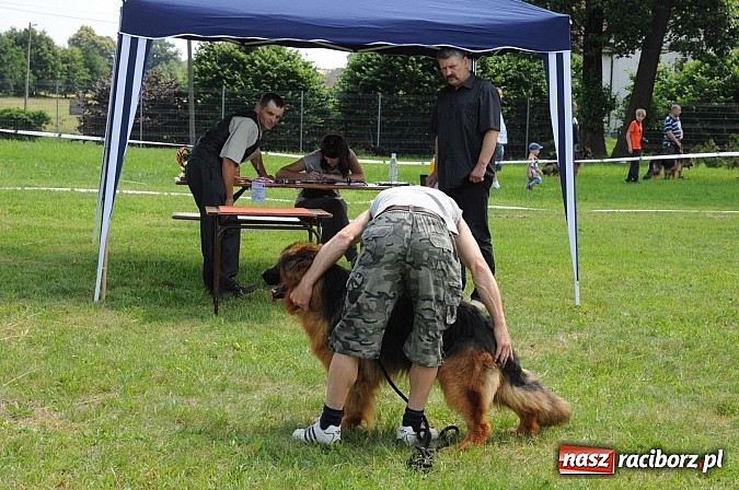 Zdjęcie w galerii na portalu naszraciborz.pl: Wystawa psów rasowych w Nędzy wiadomości z regionu