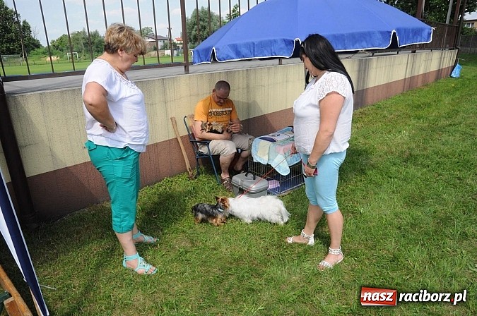 Zdjęcie w galerii na portalu naszraciborz.pl: Wystawa psów rasowych w Nędzy wiadomości z regionu