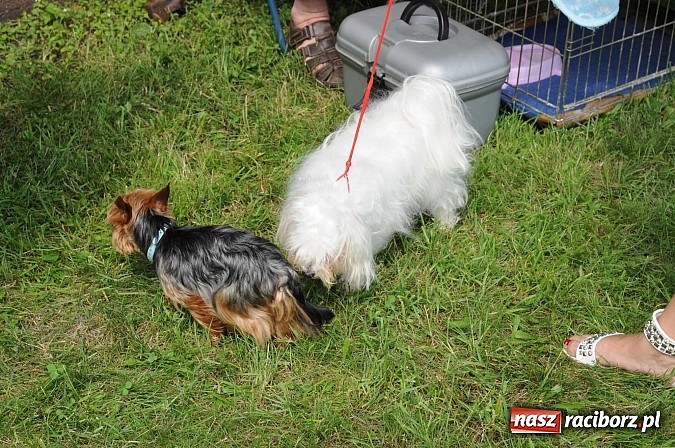 Zdjęcie w galerii na portalu naszraciborz.pl: Wystawa psów rasowych w Nędzy wiadomości z regionu