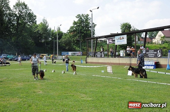 Zdjęcie w galerii na portalu naszraciborz.pl: Wystawa psów rasowych w Nędzy wiadomości z regionu