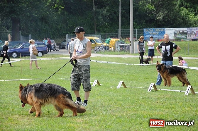 Zdjęcie w galerii na portalu naszraciborz.pl: Wystawa psów rasowych w Nędzy wiadomości z regionu