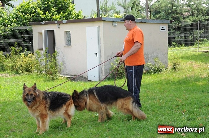 Zdjęcie w galerii na portalu naszraciborz.pl: Wystawa psów rasowych w Nędzy wiadomości z regionu