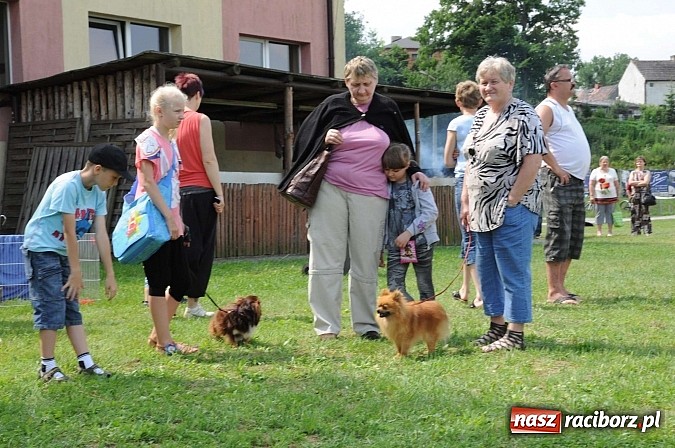 Zdjęcie w galerii na portalu naszraciborz.pl: Wystawa psów rasowych w Nędzy wiadomości z regionu
