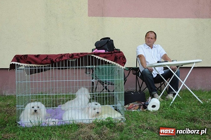 Zdjęcie w galerii na portalu naszraciborz.pl: Wystawa psów rasowych w Nędzy wiadomości z regionu