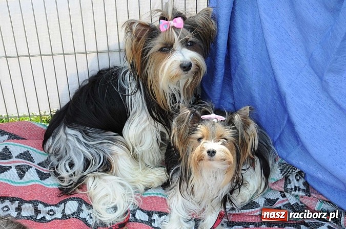 Zdjęcie w galerii na portalu naszraciborz.pl: Wystawa psów rasowych w Nędzy wiadomości z regionu