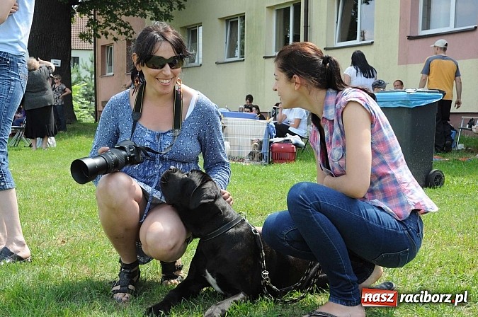 Zdjęcie w galerii na portalu naszraciborz.pl: Wystawa psów rasowych w Nędzy wiadomości z regionu