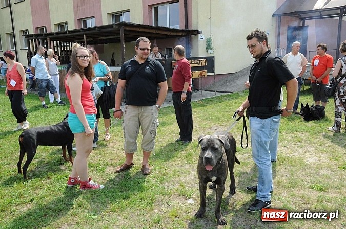 Zdjęcie w galerii na portalu naszraciborz.pl: Wystawa psów rasowych w Nędzy wiadomości z regionu