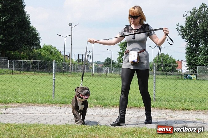 Zdjęcie w galerii na portalu naszraciborz.pl: Wystawa psów rasowych w Nędzy wiadomości z regionu