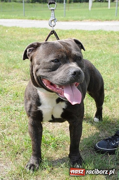 Zdjęcie w galerii na portalu naszraciborz.pl: Wystawa psów rasowych w Nędzy wiadomości z regionu