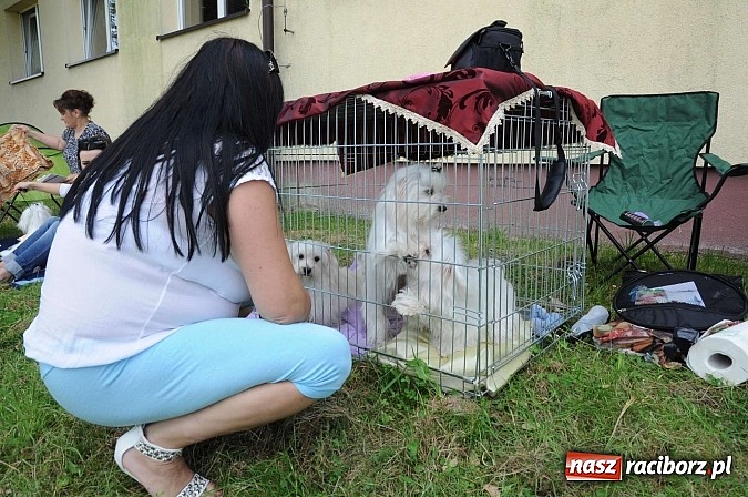 Zdjęcie w galerii na portalu naszraciborz.pl: Wystawa psów rasowych w Nędzy wiadomości z regionu