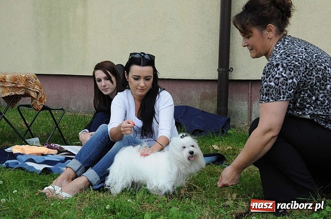Zdjęcie w galerii na portalu naszraciborz.pl: Wystawa psów rasowych w Nędzy wiadomości z regionu
