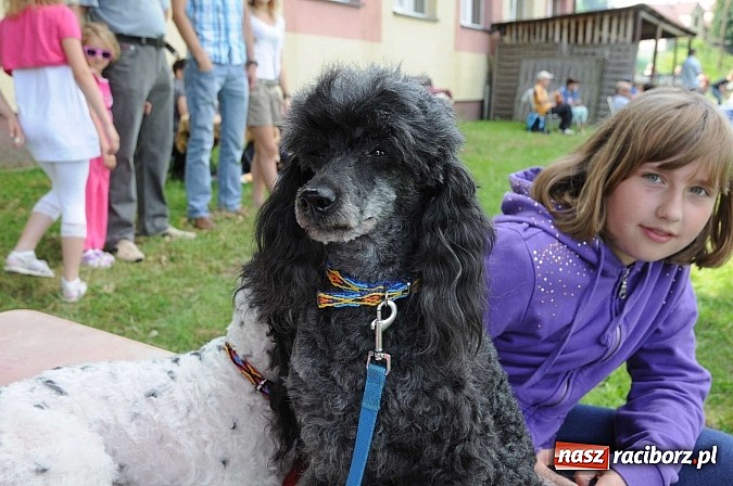 Zdjęcie w galerii na portalu naszraciborz.pl: Wystawa psów rasowych w Nędzy wiadomości z regionu