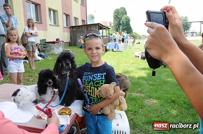 Zdjęcie w galerii na portalu naszraciborz.pl: Wystawa psów rasowych w Nędzy wiadomości z regionu