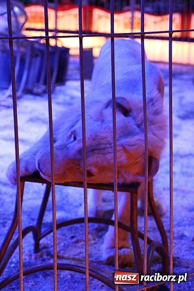 Zdjęcie w galerii na portalu naszraciborz.pl: Pełna sala na Fabryce śmiechu, czyli Cyrk Korona ze spektaklem w Raciborzu wiadomości z regionu