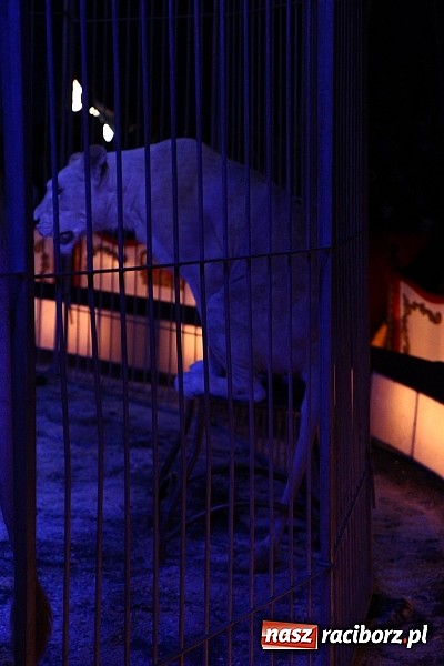 Zdjęcie w galerii na portalu naszraciborz.pl: Pełna sala na Fabryce śmiechu, czyli Cyrk Korona ze spektaklem w Raciborzu wiadomości z regionu