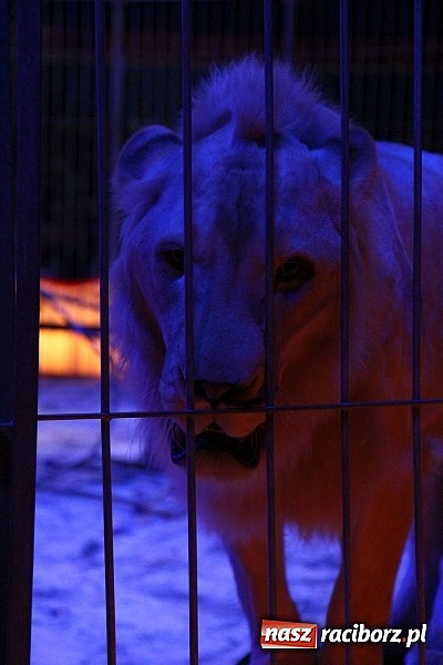 Zdjęcie w galerii na portalu naszraciborz.pl: Pełna sala na Fabryce śmiechu, czyli Cyrk Korona ze spektaklem w Raciborzu wiadomości z regionu