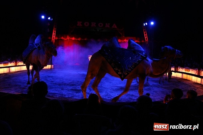 Zdjęcie w galerii na portalu naszraciborz.pl: Pełna sala na Fabryce śmiechu, czyli Cyrk Korona ze spektaklem w Raciborzu wiadomości z regionu