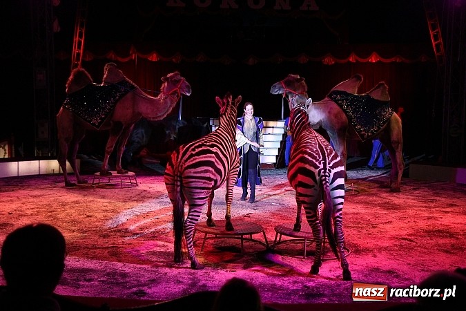 Zdjęcie w galerii na portalu naszraciborz.pl: Pełna sala na Fabryce śmiechu, czyli Cyrk Korona ze spektaklem w Raciborzu wiadomości z regionu