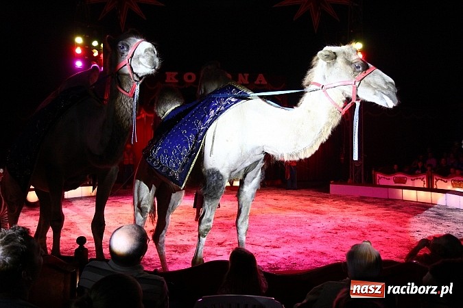 Zdjęcie w galerii na portalu naszraciborz.pl: Pełna sala na Fabryce śmiechu, czyli Cyrk Korona ze spektaklem w Raciborzu wiadomości z regionu