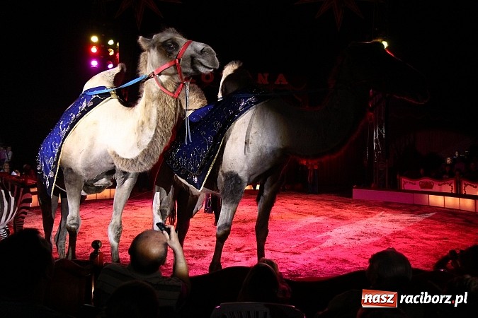 Zdjęcie w galerii na portalu naszraciborz.pl: Pełna sala na Fabryce śmiechu, czyli Cyrk Korona ze spektaklem w Raciborzu wiadomości z regionu
