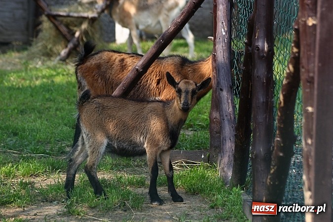 Zdjęcie w galerii na portalu naszraciborz.pl: Wspaniała zabawa na festynie w Mini ZOO w Gamowie wiadomości z regionu