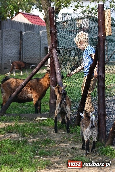 Zdjęcie w galerii na portalu naszraciborz.pl: Wspaniała zabawa na festynie w Mini ZOO w Gamowie wiadomości z regionu