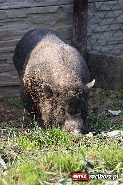 Zdjęcie w galerii na portalu naszraciborz.pl: Wspaniała zabawa na festynie w Mini ZOO w Gamowie wiadomości z regionu