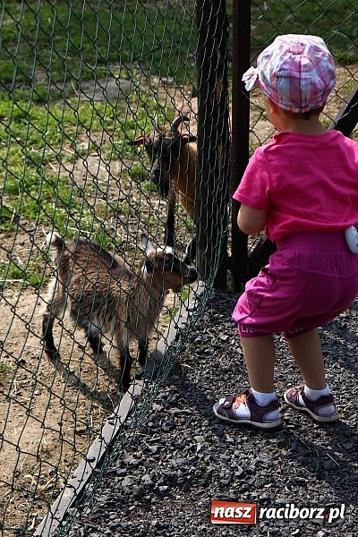 Zdjęcie w galerii na portalu naszraciborz.pl: Wspaniała zabawa na festynie w Mini ZOO w Gamowie wiadomości z regionu