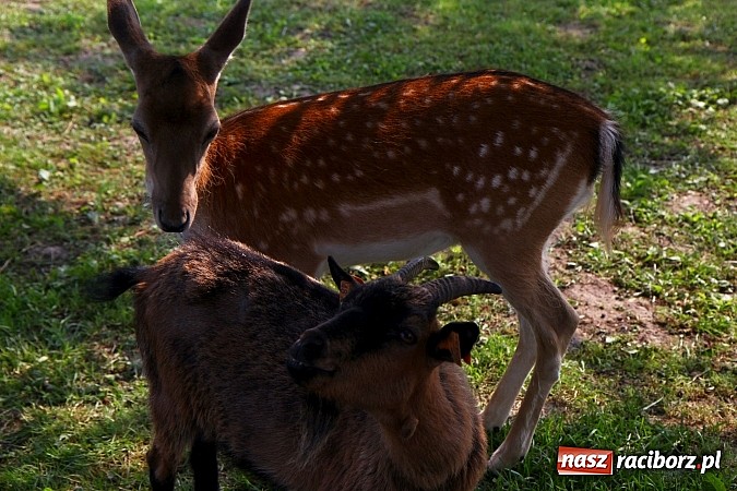 Zdjęcie w galerii na portalu naszraciborz.pl: Wspaniała zabawa na festynie w Mini ZOO w Gamowie wiadomości z regionu