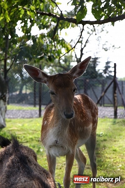 Zdjęcie w galerii na portalu naszraciborz.pl: Wspaniała zabawa na festynie w Mini ZOO w Gamowie wiadomości z regionu