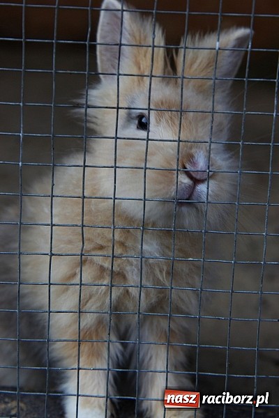 Zdjęcie w galerii na portalu naszraciborz.pl: Wspaniała zabawa na festynie w Mini ZOO w Gamowie wiadomości z regionu