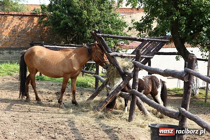 Zdjęcie w galerii na portalu naszraciborz.pl: Wspaniała zabawa na festynie w Mini ZOO w Gamowie wiadomości z regionu
