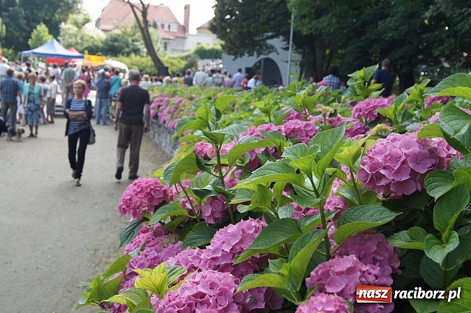 Zdjęcie w galerii na portalu naszraciborz.pl: Muzyka w parku Roth przyciągnęła tłumy wiadomości z regionu