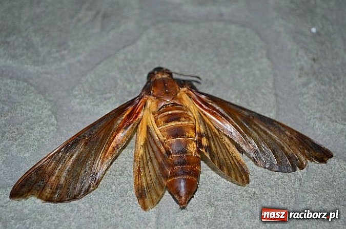 Zdjęcie w galerii na portalu naszraciborz.pl: Zmierzchnica trupia główka gigant odnaleziona w Rudniku wiadomości z regionu