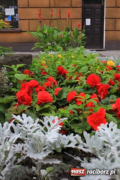 Zdjęcie w galerii na portalu naszraciborz.pl: Więcej kwiatów i zieleni na raciborskim rynku? wiadomości z regionu