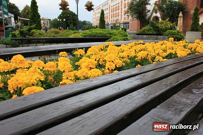 Zdjęcie w galerii na portalu naszraciborz.pl: Więcej kwiatów i zieleni na raciborskim rynku? wiadomości z regionu
