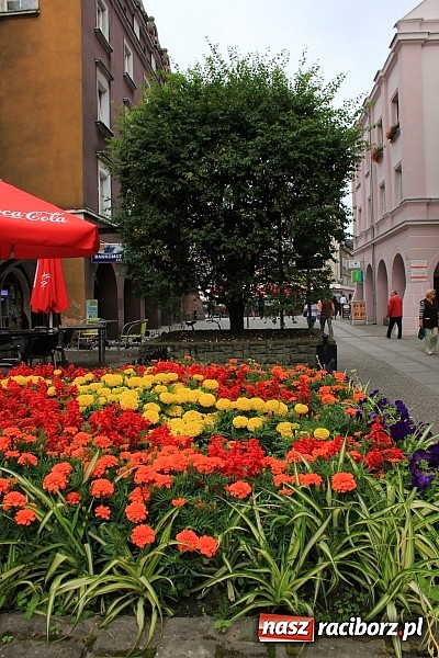 Zdjęcie w galerii na portalu naszraciborz.pl: Więcej kwiatów i zieleni na raciborskim rynku? wiadomości z regionu