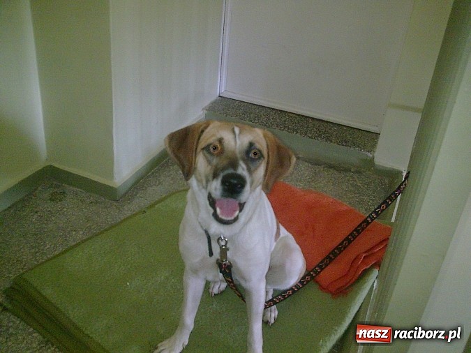 Zdjęcie w galerii na portalu naszraciborz.pl: Psa przywiązali do poręczy, sami pojechali na wakacje wiadomości z regionu
