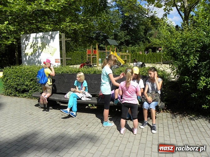 Zdjęcie w galerii na portalu naszraciborz.pl: Oko w oko z panterą śnieżną wiadomości z regionu