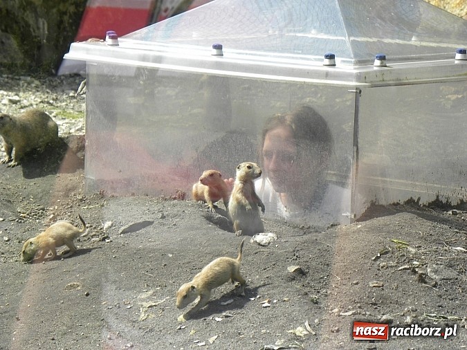 Zdjęcie w galerii na portalu naszraciborz.pl: Oko w oko z panterą śnieżną wiadomości z regionu