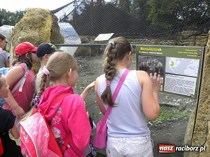 Zdjęcie w galerii na portalu naszraciborz.pl: Oko w oko z panterą śnieżną wiadomości z regionu