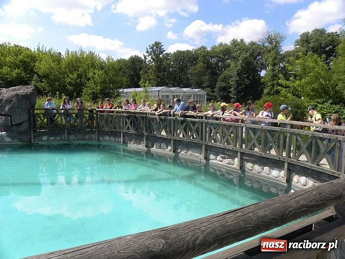 Zdjęcie w galerii na portalu naszraciborz.pl: Oko w oko z panterą śnieżną wiadomości z regionu