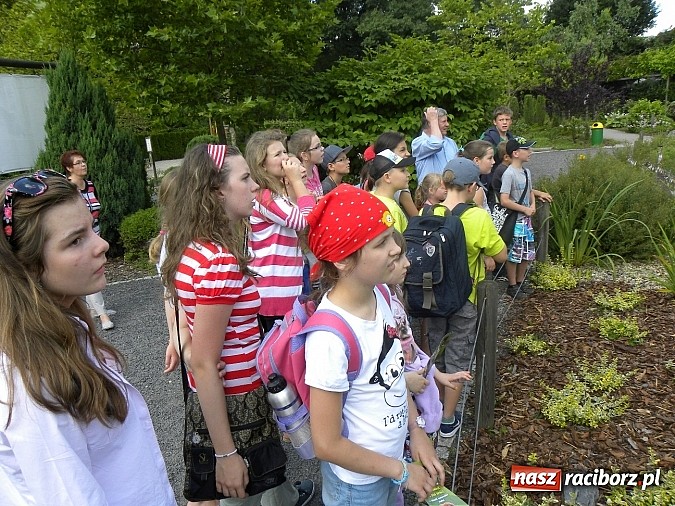 Zdjęcie w galerii na portalu naszraciborz.pl: Oko w oko z panterą śnieżną wiadomości z regionu