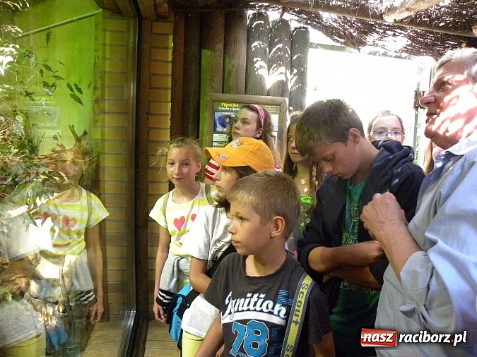 Zdjęcie w galerii na portalu naszraciborz.pl: Oko w oko z panterą śnieżną wiadomości z regionu