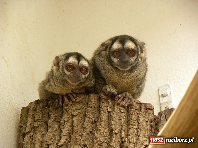 Zdjęcie w galerii na portalu naszraciborz.pl: Oko w oko z panterą śnieżną wiadomości z regionu