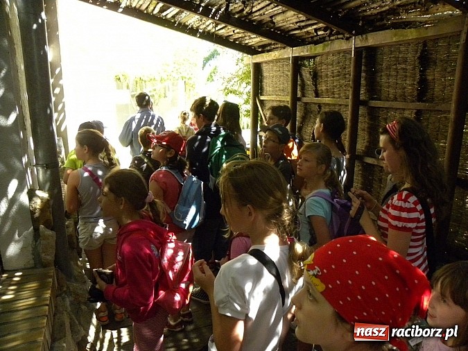 Zdjęcie w galerii na portalu naszraciborz.pl: Oko w oko z panterą śnieżną wiadomości z regionu