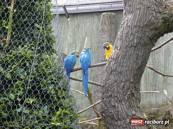 Zdjęcie w galerii na portalu naszraciborz.pl: Oko w oko z panterą śnieżną wiadomości z regionu